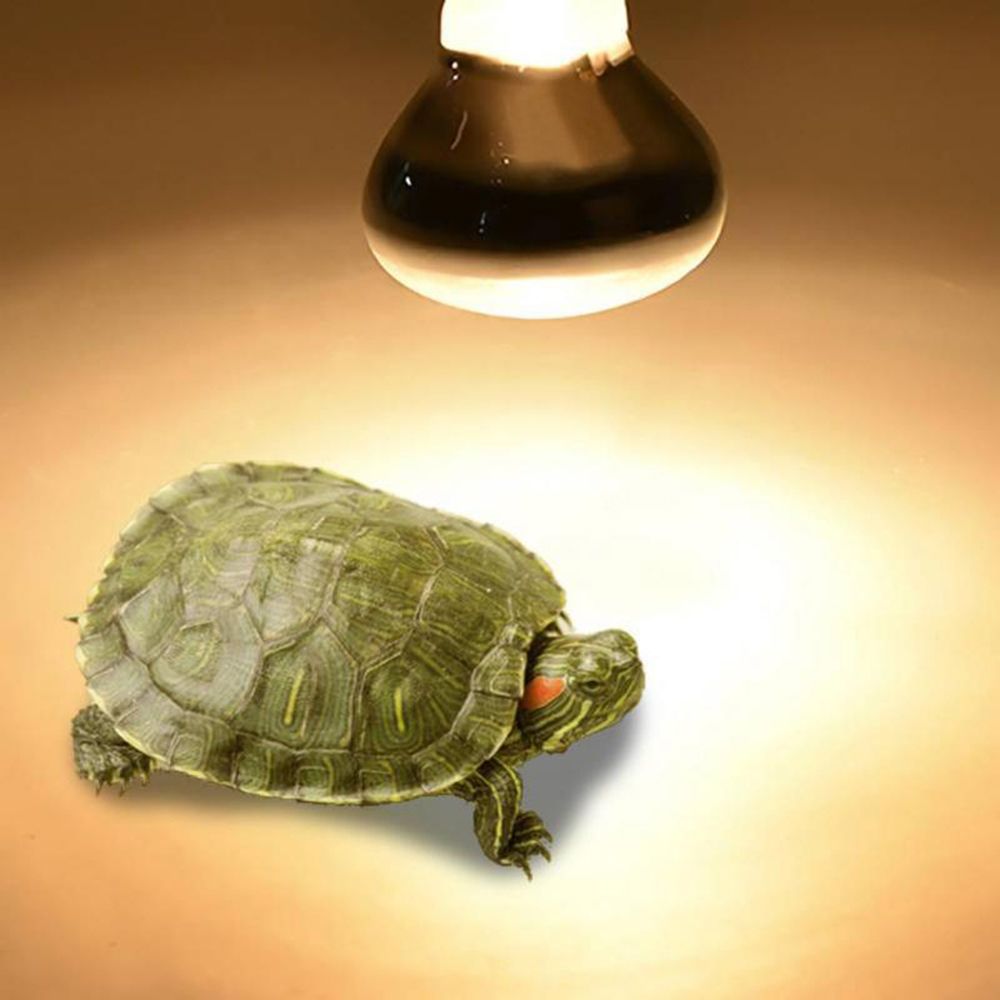 Turtle Heat Lamp Heater Haloge - đánh giá và giá Basking Bulb Halogen